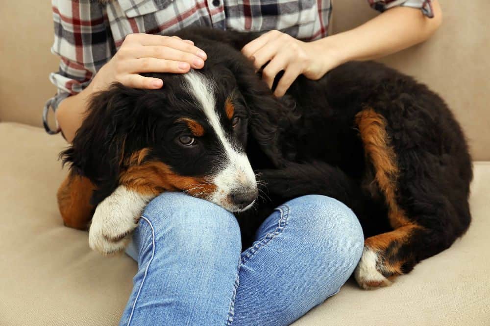 Bernese Mountain Dog puppy snuggles on the owner's lap. Your dog loves to be close to you on the couch for a special bonding experience. Your scent and warmth make it inviting to steal your spot.