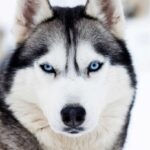Siberian Husky's known for their distinctive blue eyes. Wolf-dog breeds like Siberian Huskies and Alaskan Malamutes are loyal, smart companions that make ideal family dogs.
