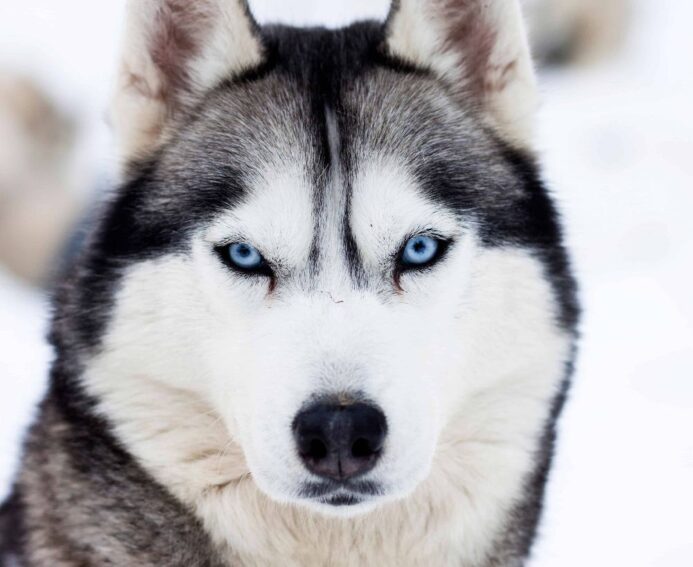 Siberian Huskies, with distinctive blue eyes, are wolf-dog breeds that make ideal family dogs.