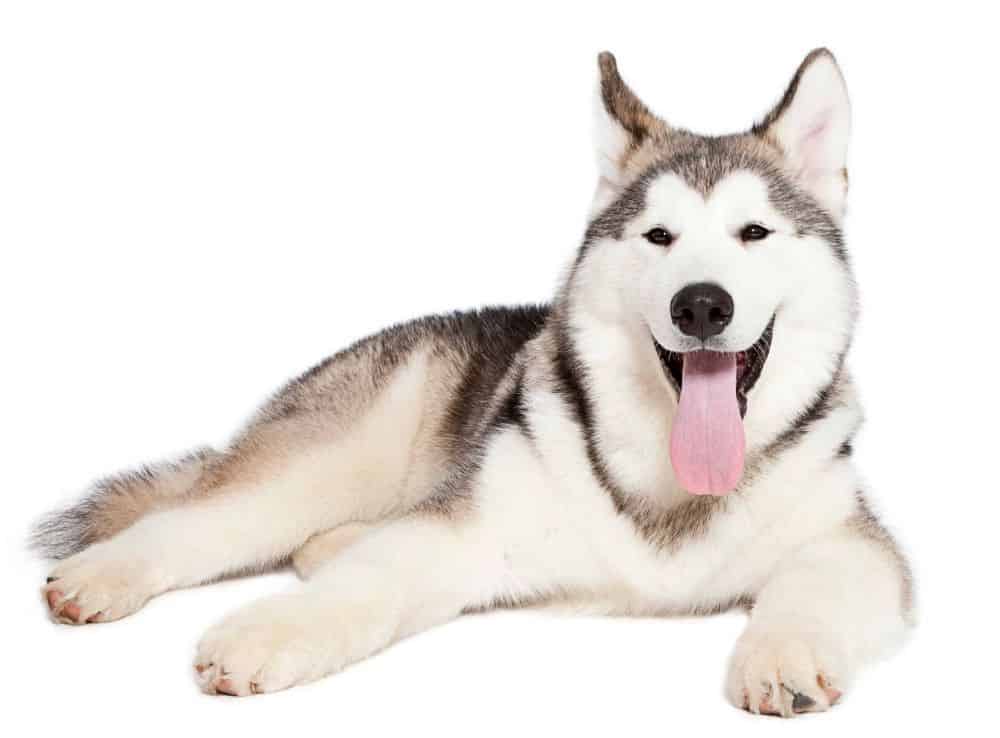 Wolf dogs like Alaskan Malamutes are some of the smartest and most loyal dogs. They can be stubborn, but they make great competition dogs with training due to their high energy level and working past.