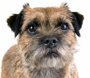 Border Terriers are the perfect companion for families or individuals, with their loving and devoted nature. Developed from Scotland and England, these hardy canines are nimble and versatile, distinguished by their otter-like heads and dense double coat - making them exceptional diggers who excel at hunting foxes and other small wildlife.