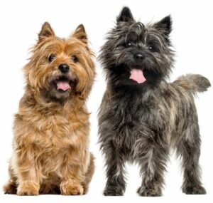 The Cairn Terrier is a small yet fearless breed that makes for an excellent family pet. They have a double coat and can be stubborn, but with proper training they make wonderful companions!