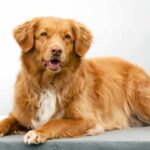 Discover the Nova Scotia Duck Tolling Retriever — an extraordinary breed with a captivating legacy and remarkable hunting skills.