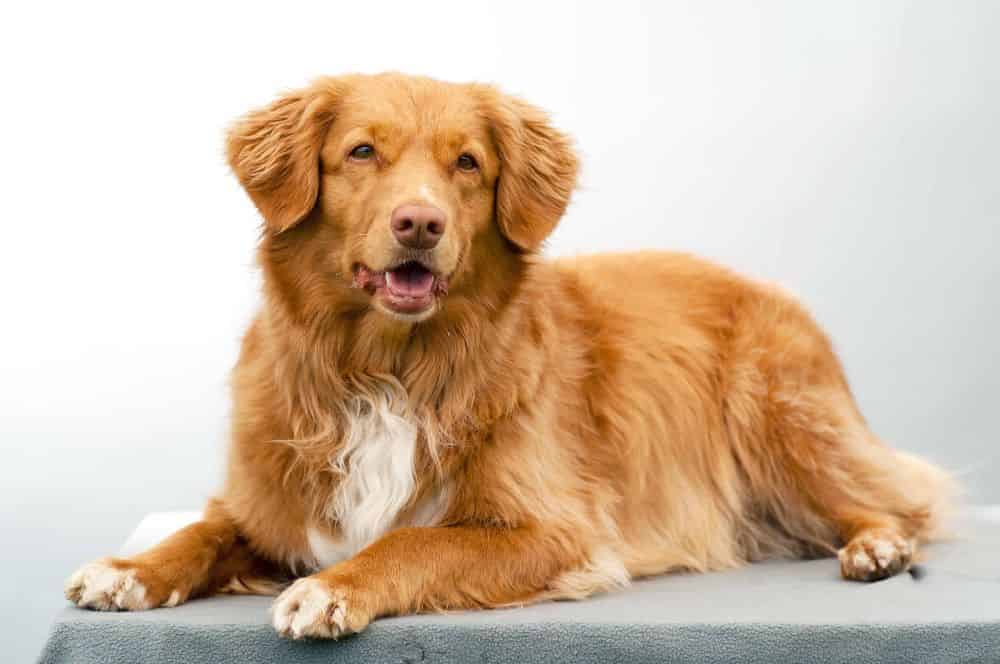 Discover the Nova Scotia Duck Tolling Retriever — an extraordinary breed with a captivating legacy and remarkable hunting skills.