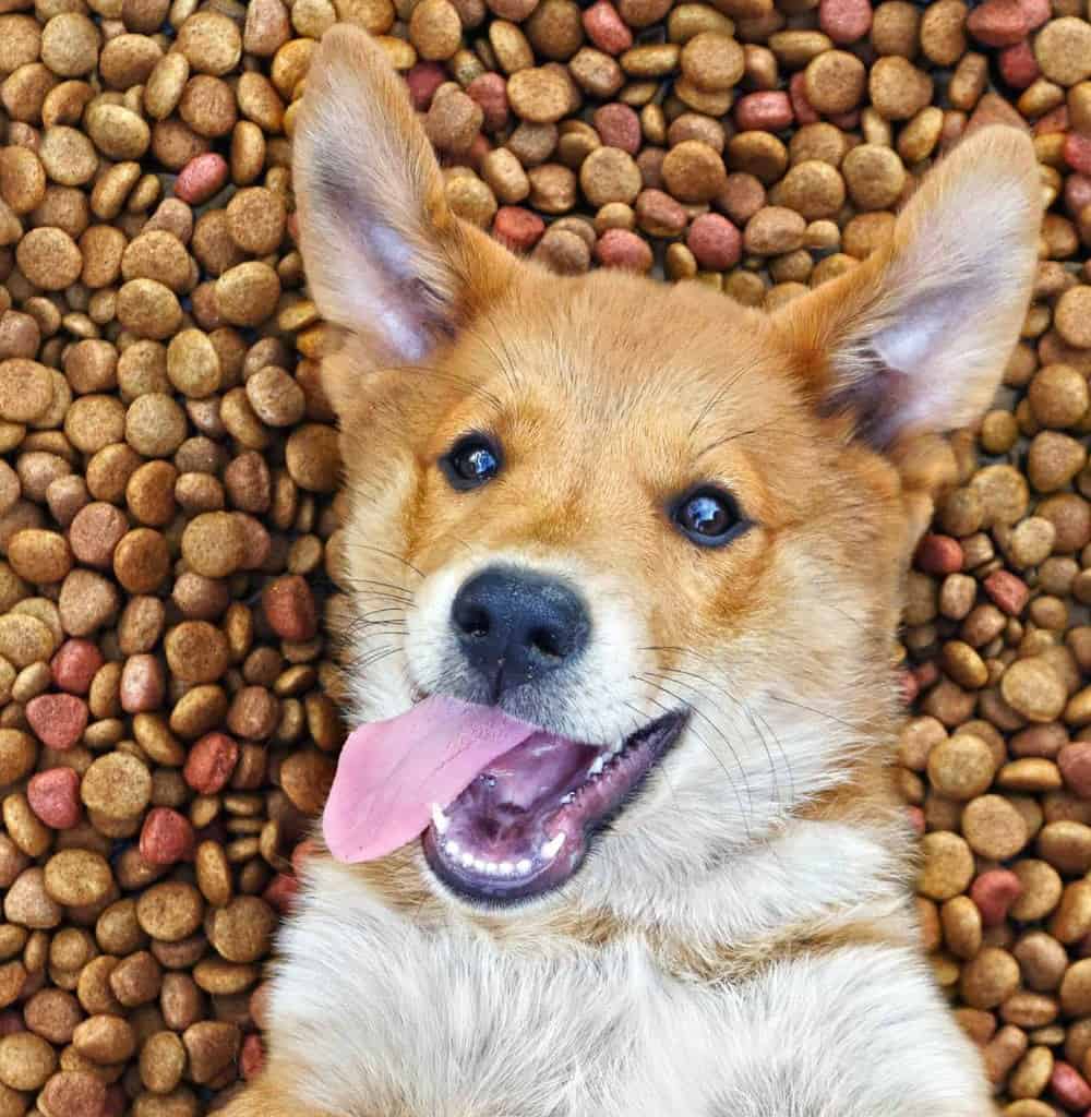 Photo illustration of a happy dog with a pile of dog food for article about pet food palatants. Enhance your dog's meals with pet food palatants. Choose from natural or artificial flavors designed to boost your dog's appetite.