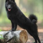 The Schipperke is a small but hard-working breed with a fox-like face, stocky body, and pointed ears. Their coats are solid black.