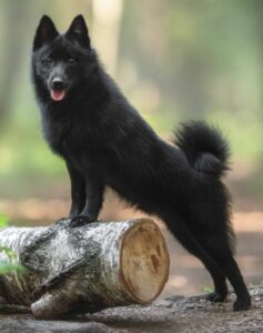 The Schipperke is a small but hard-working breed with a fox-like face, stocky body, and pointed ears. Their coats are solid black.