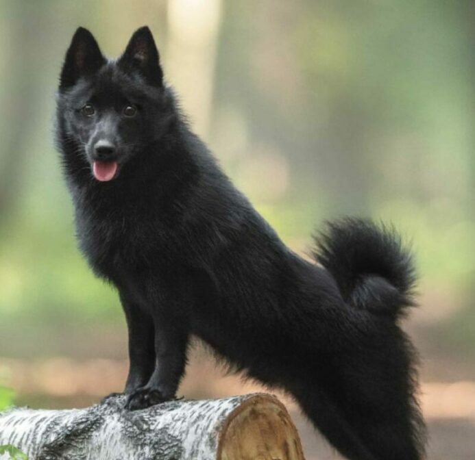 The Schipperke is a small but hard-working breed with a fox-like face, stocky body, and pointed ears. Their coats are solid black.