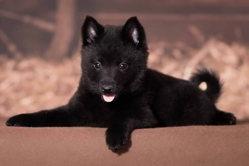 Raising a well-behaved Schipperke puppy requires obedience training, patience, and regular exercise.