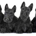 Terrier dogs make perfect companions. With their courage, wit, and vibrant personalities, these small but mighty pups are adored.
