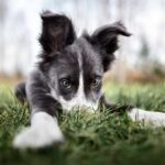 Playful Border Collie puppy in grass. Learn what factors to consider during your dog's adjustment period and get practical advice on fostering a lasting bond.