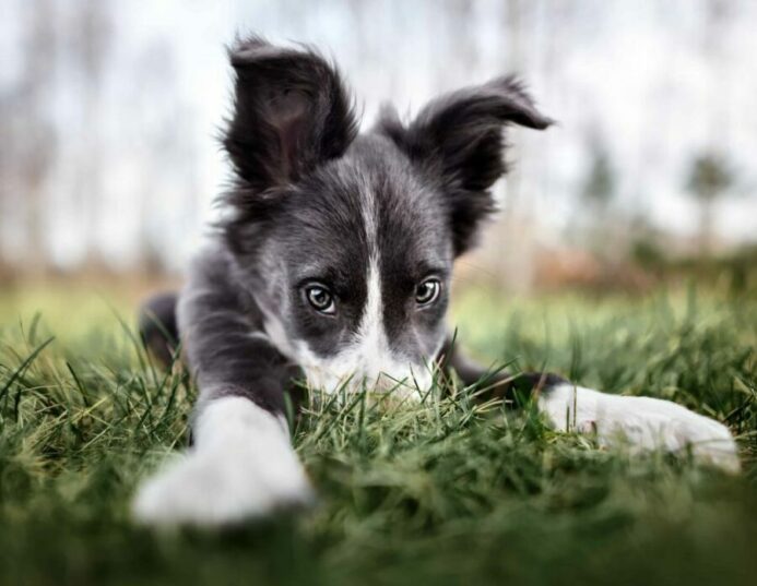 Playful Border Collie puppy in grass. 