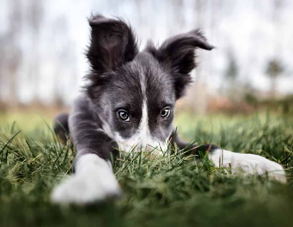 Playful Border Collie puppy in grass. Learn what factors to consider during your dog's adjustment period and get practical advice on fostering a lasting bond.