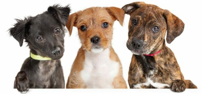 Trio of puppies. Understand what affects your dog's adjustment transition.