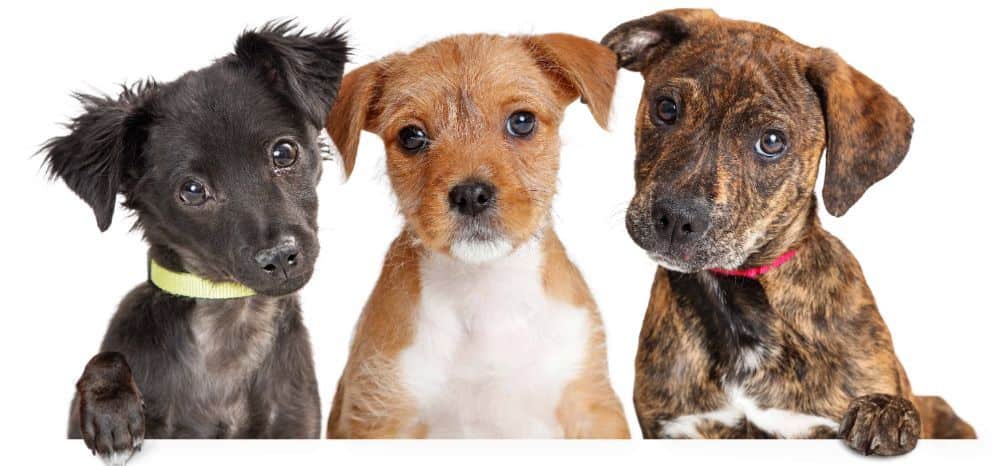 Trio of puppies. Navigating your dog's transition to a new home is an opportunity to build trust and love. Cherish every moment and recognize that you offer your pup a place to stay and a chance at a life full of limitless possibilities and unconditional love.