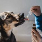 Owner gives dog CBD oil. Learn about the benefits of CBD for your dog's health and use it to reduce inflammation, improve sleep quality, and more.