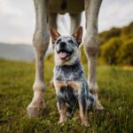 Heeler with horse. Introducing and training canines and equines properly is essential to form strong animal friendships and keep both species safe.