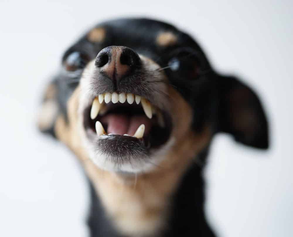 Photo illustration of an angry dog about to bite. Hiring an experienced dog bite injury attorney can help you assess your options before pursuing legal action after an injury.