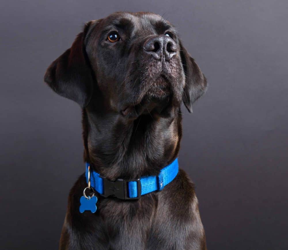 Black Labrador retriever wears a bright blue quick-release collar. Ensure your pup's comfort and safety with the perfect fit for their dog collar. Follow four easy steps to get the fit just right.