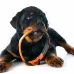 Doberman Pinscher puppy plays with a dog collar. A tight collar can cause skin irritation and chafing and even restrict your dog's breathing. On the other hand, a loose collar can easily slip off or get caught in something, causing a safety hazard.