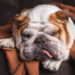 Sick bulldog lies on couch with blanket. If dog diarrhea lasts longer than 24 hours, it may be time for a visit to the vet. This could signal an underlying digestive disorder.