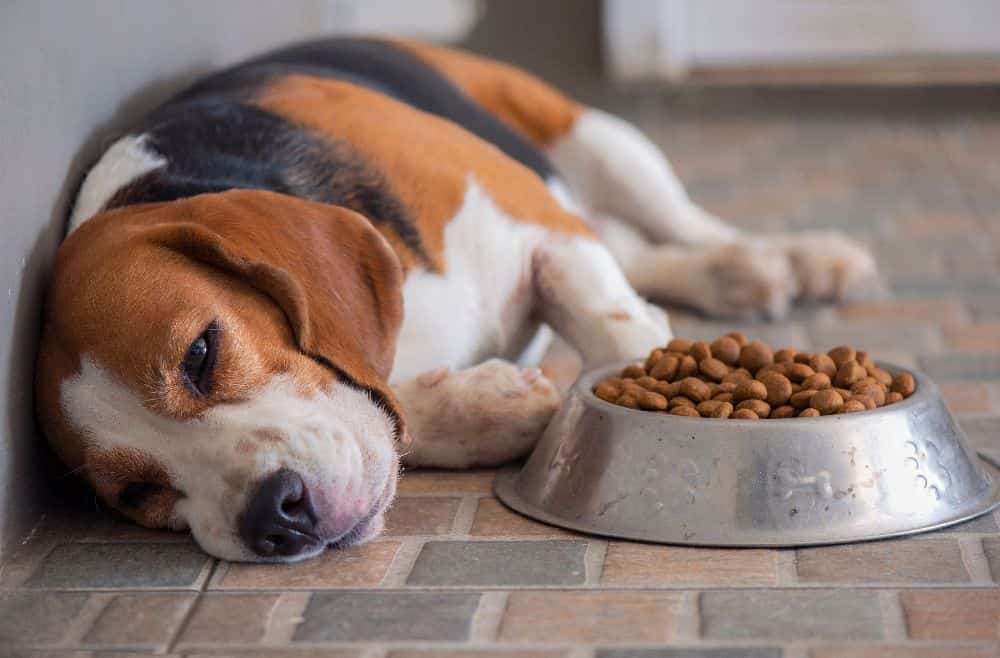 Sick beagle lies by dog food bowl. Overindulgence or eating food that is past its prime can lead to digestive issues like dog diarrhea.