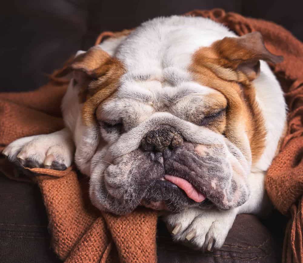 Sick bulldog lies on couch with blanket. If dog diarrhea lasts longer than 24 hours, it may be time for a visit to the vet. This could signal an underlying digestive disorder.