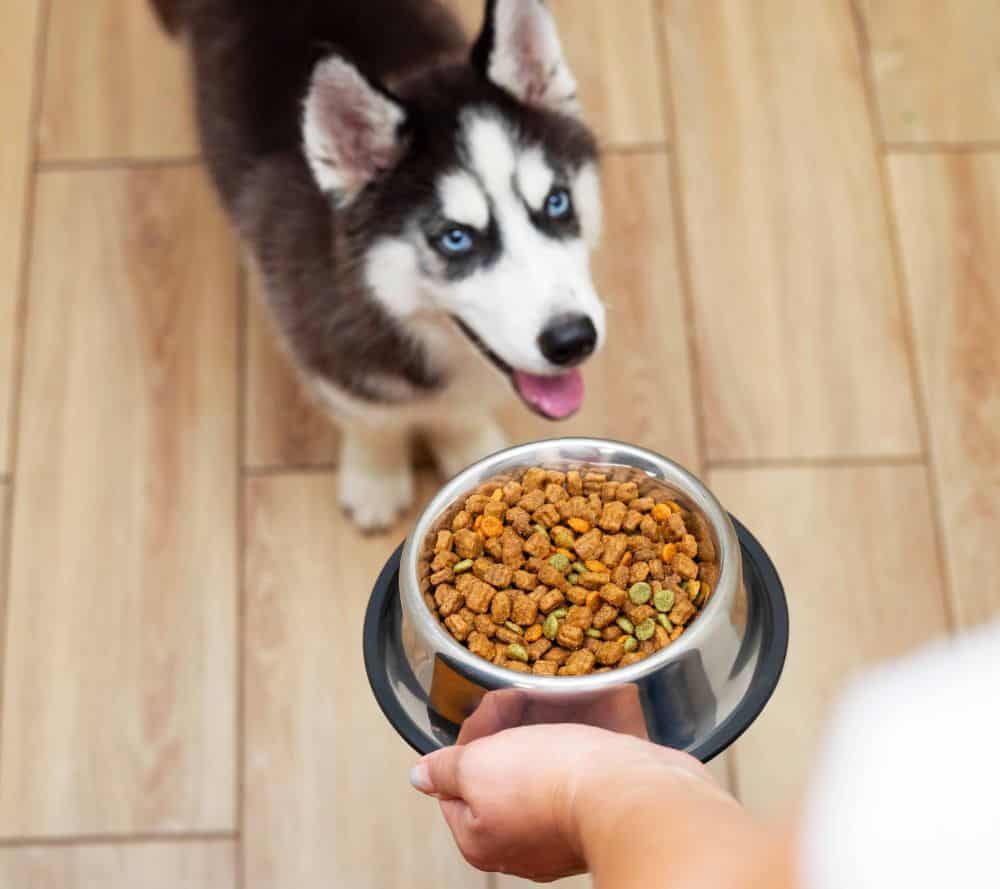 Owner feeds Husky a healthy dog diet. Feed your furry friend the best with a properly balanced dog diet — choose a high-quality dog food that meets their nutritional needs.