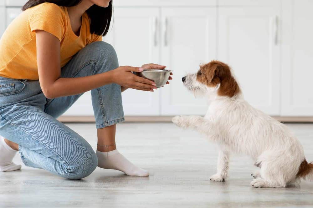 Owner feeds Jack Russell Terrier a healthy dog diet. There are various kinds of dog food—for example, wet food, raw food, and kibble—each with its positives and downsides. Your dog's specific needs and preferences are the basis for your best choice.