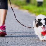 Photo illustration for using a dog activity tracker. Use a dog activity tracker to monitor your dog's fitness goals using features similar to human step counters. Some even offer GPS tracking.