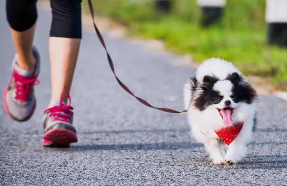 Photo illustration for using a dog activity tracker. Use a dog activity tracker to monitor your dog's fitness goals using features similar to human step counters. Some even offer GPS tracking.
