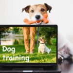 Start a dog training channel and reap the rewards. It's an enjoyable way to share knowledge and could even become a full-time career.