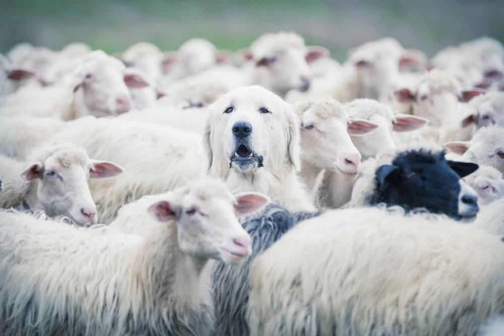 Anatolian shepherd guards sheep on a farm. Having a pair or group of Livestock Guardian Dogs keeps livestock safe from predators like wolves, grizzly bears, and mountain lions. Adopt more than one farm dog so they can work together to form a stronger deterrent.