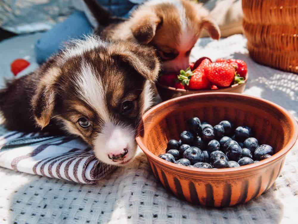 Australian Shepherd puppies with bowls of blueberries and strawberries. Feeding your dog blueberries gives your pup a nutritional boost. This superfood is packed full of essential vitamins and minerals.