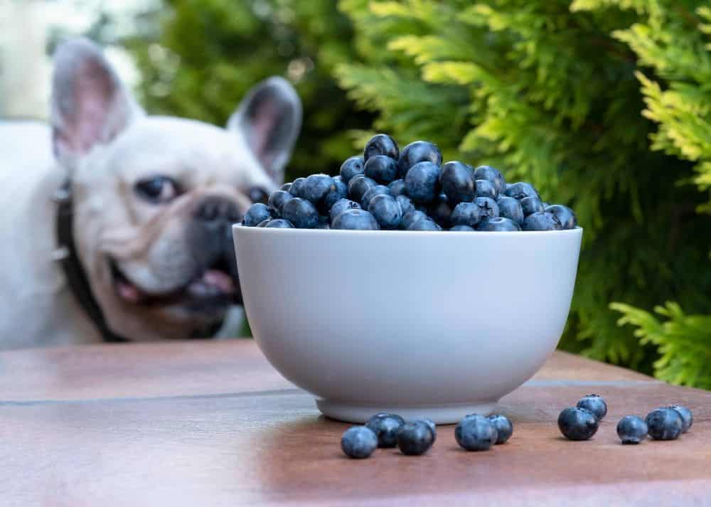 French Bulldog eyes bowl of blueberries. The sweet taste of fresh blueberries will likely be a hit with most canines.