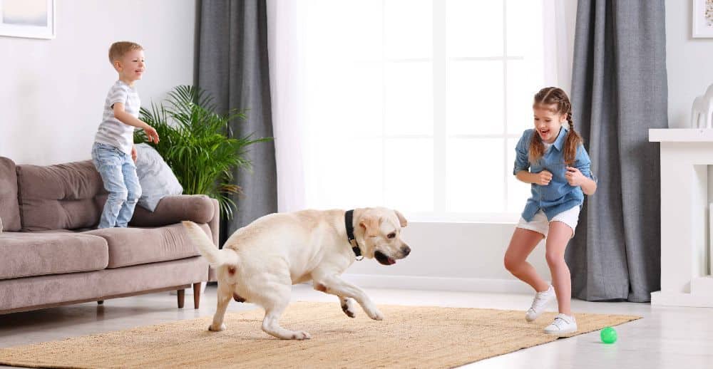 Boy and girl play with Labrador retriever in their home. Create a safe, spacious play area for your pet in your home or backyard.