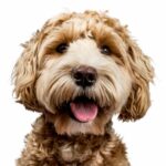 The Goldendoodle is an intelligent, eager-to-please, easy-to-train dog perfect for first-time owners or families with children.