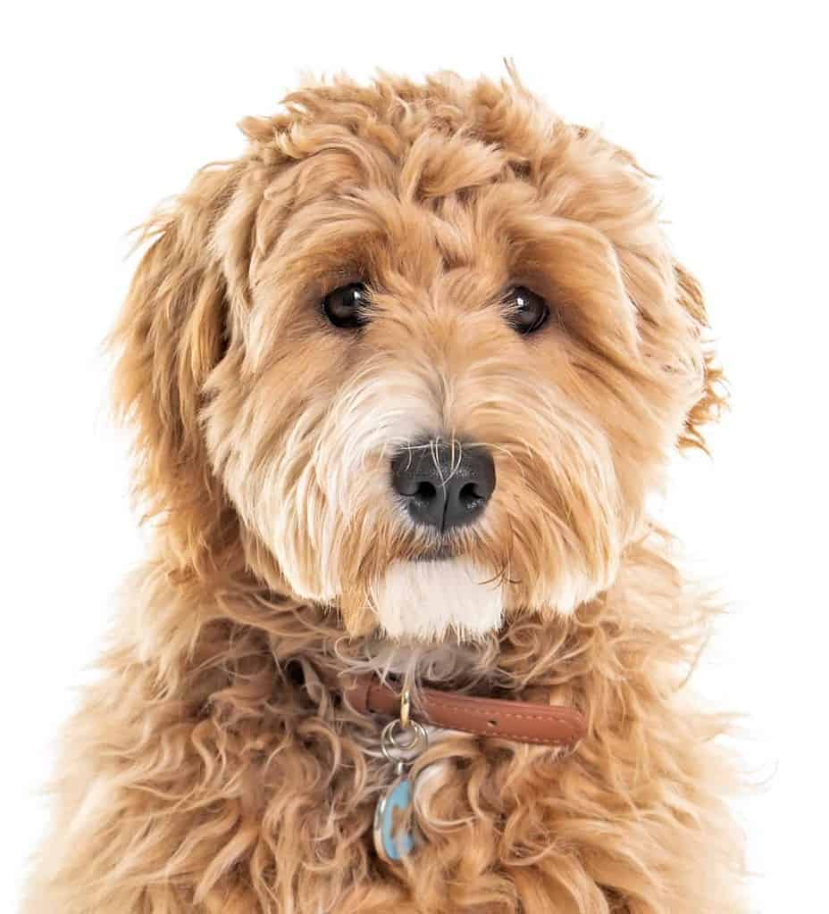 Goldendoodles are social dogs who need lots of love, attention, exercise and mental stimulation to stay happy.