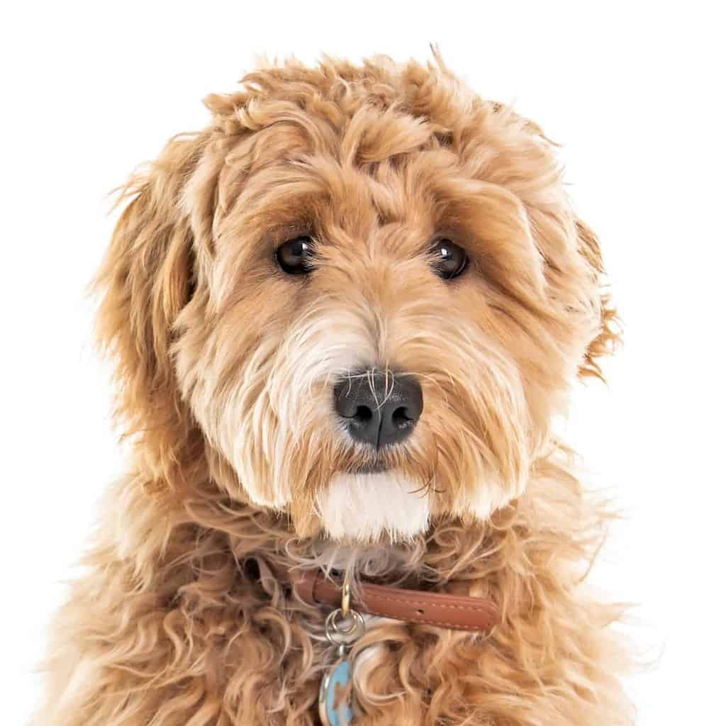 Goldendoodles are social dogs who need lots of love, attention, exercise and mental stimulation to stay happy.