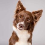 Australian Shepherd dog head tilt photo illustration. A dog head tilt is both cute and meaningful. Learn why they do it. Find out more about the four reasons behind this adorable canine quirk.