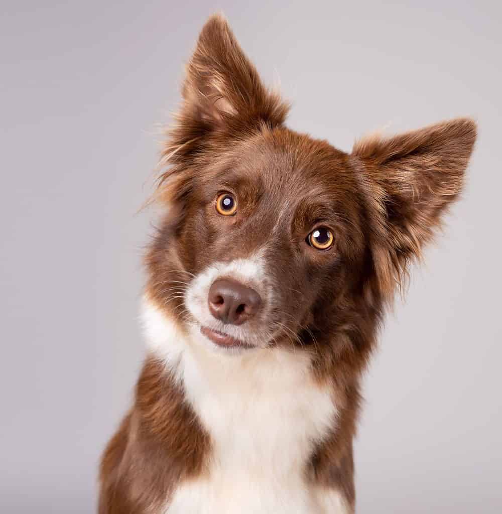 Australian Shepherd dog head tilt photo illustration. A dog head tilt is both cute and meaningful. Learn why they do it. Find out more about the four reasons behind this adorable canine quirk.
