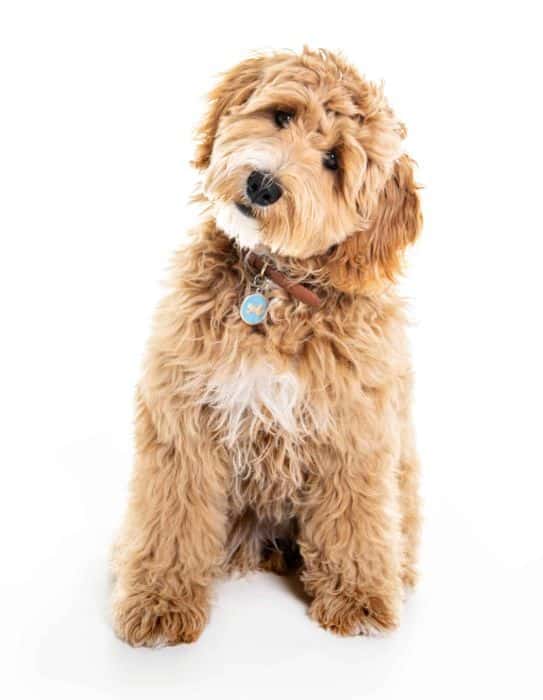 Goldendoodle head tilt. Our furry friends rely on their sense of hearing to understand us, which is why you might see them tilt their heads when we speak. Dogs with upright ears can pivot each ear independently and adjust the best angle for hearing, while those with floppy ears may have difficulty doing so and will instead tilt their head more to hear better.
