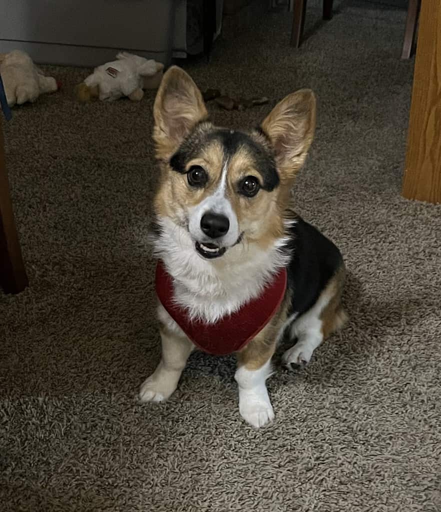 Happy Nutmeg the Pembroke Welsh Corgi.