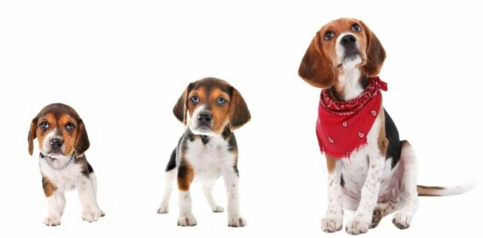 Photo illustration shows a Beagle puppy transitioning to adulthood. 