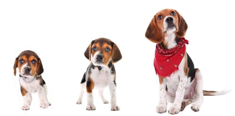 Photo illustration shows a Beagle puppy transitioning to adulthood. Between eight-to-twelve weeks, no matter its breed, your new puppy will still be small and clumsy, requiring extra support and supervision.