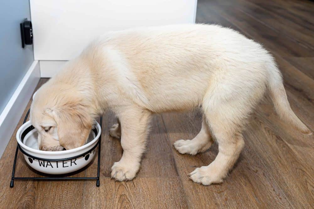 Golden retriever puppy drinks from a water bowl. Keep your pup hydrated with the right water bowl placement — pick a quiet corner of the living room or anywhere else away from traffic and distractions.