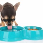 Chihuahua puppy drinks water out of a big aqua bowl. Keep your dog hydrated and happy with one ounce of water per pound of body weight. Puppies may need more for activity and development.