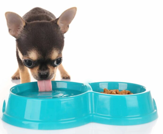 Chihuahua puppy drinks water out of a big aqua bowl. 