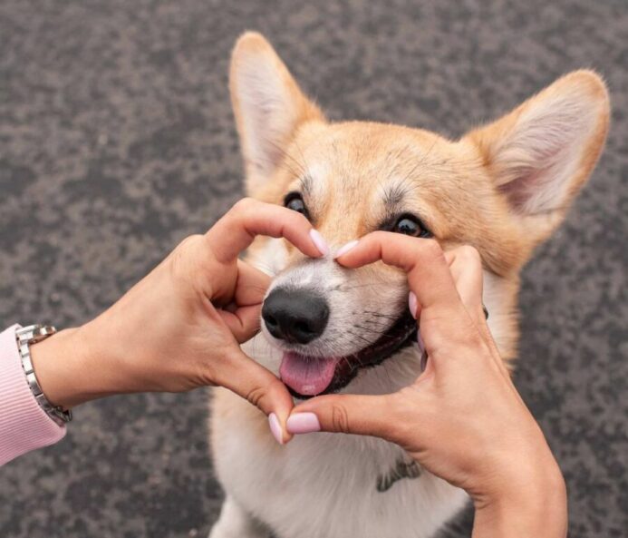 If you must re-home dogs, contact a friend or family member first. If that isn't possible, look into organizations like Rehome.com or a breed-specific rescue group near you — but never advertise online, and don't take the dog to a shelter if you can avoid it. Woman plays with Corgi. Photo for re-home dog post.