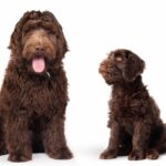 Photo illustration of an adult dog and a puppy. When is a dog no longer a puppy? Use six key indicators: age, attention span, size, teeth, sleeping patterns, and behavior.